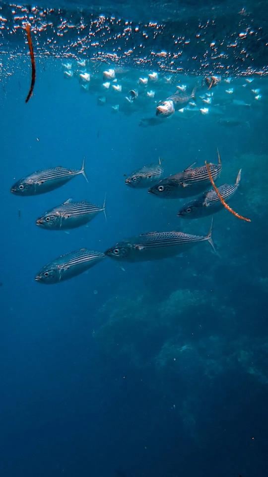 School of Striped Fish