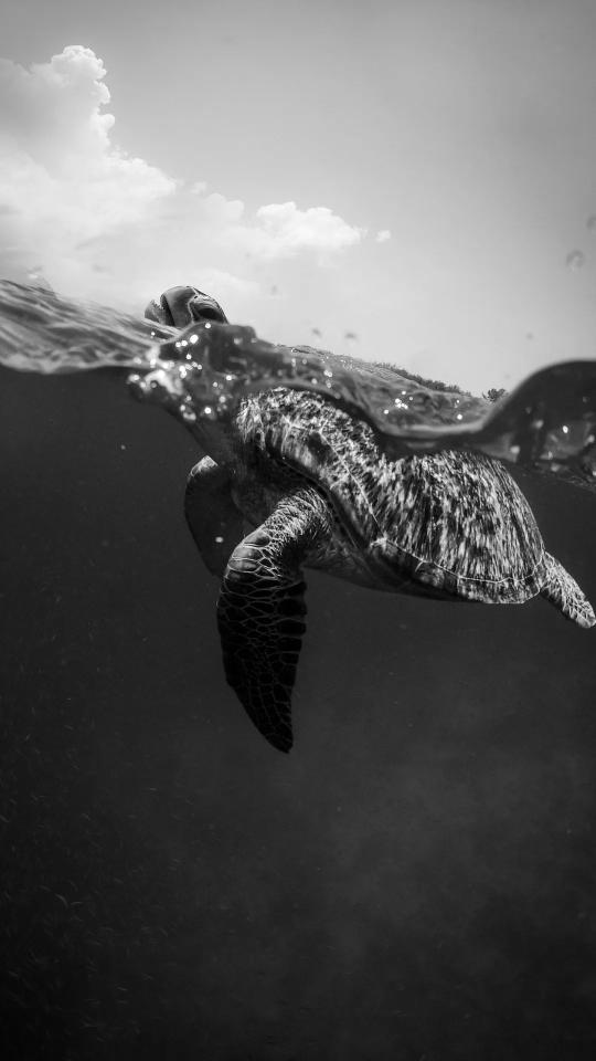 Sea Turtle Monochrome