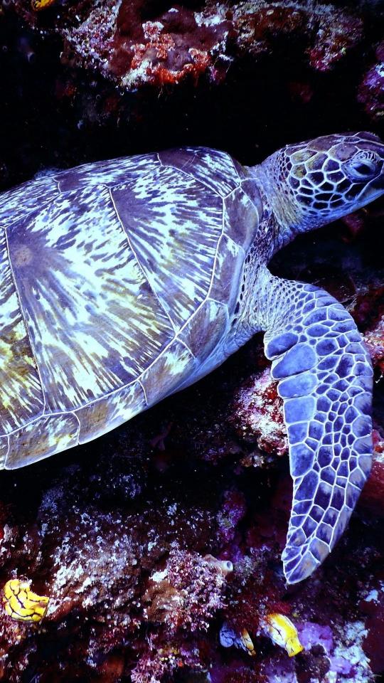 Sea Turtle Underwater Beauty