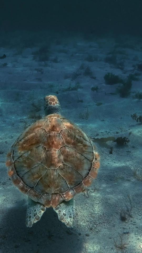 Sea Turtle Underwater View - Related Anime Wallpapers wallpaper