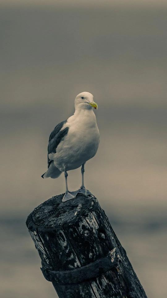 Seagull on Wooden Post - Related Dark Wallpapers wallpaper