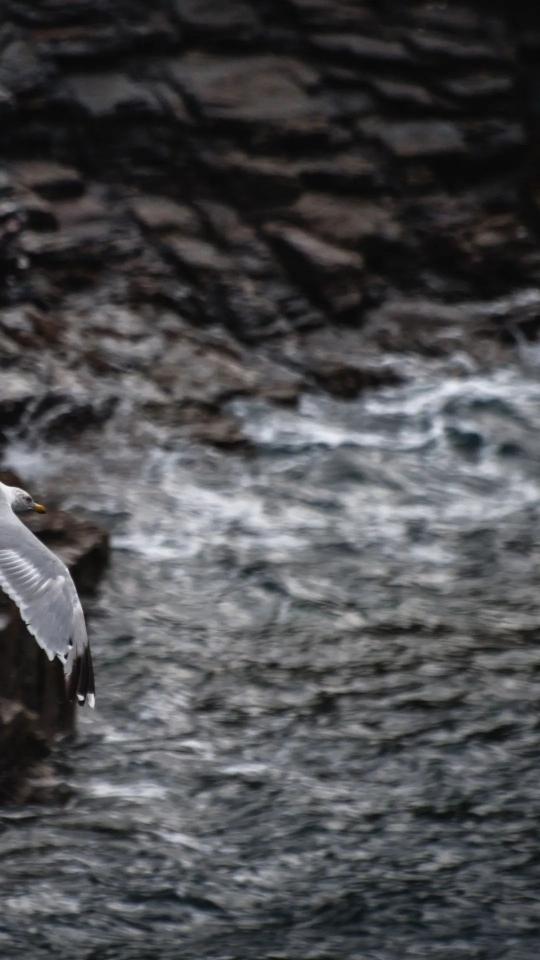 Seagull Over Rocky Coast - Related Dark Wallpapers wallpaper
