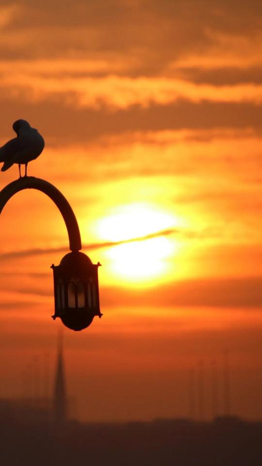 Seagull Sunset Silhouette
