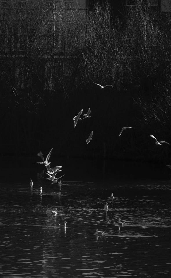 Seagulls in Flight - Birds Wallpaper