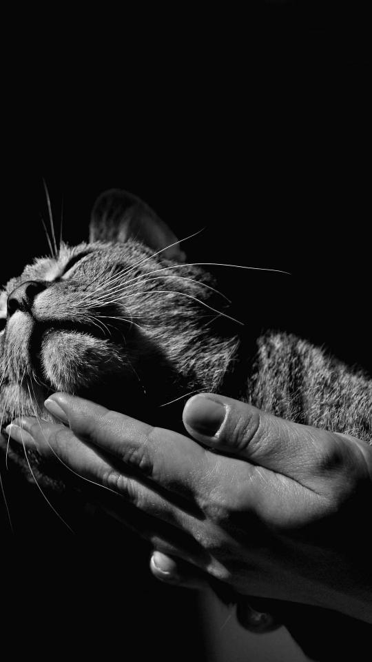 Serene Cat in Hand - Related Dark Wallpapers wallpaper