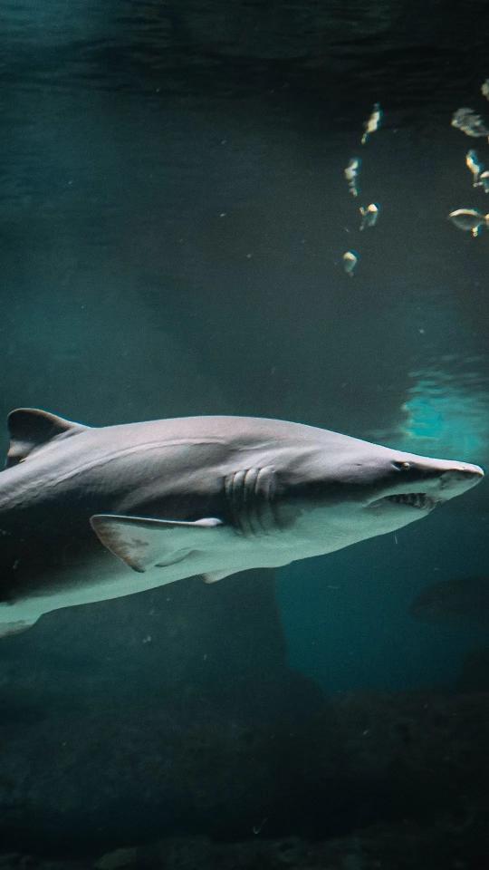 Shark in Deep Water