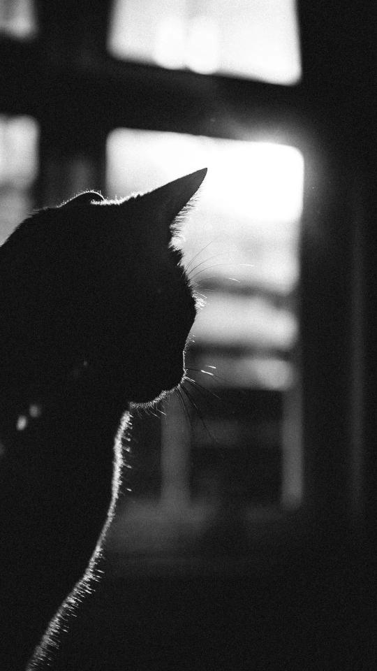 Silhouette Cat Contemplation