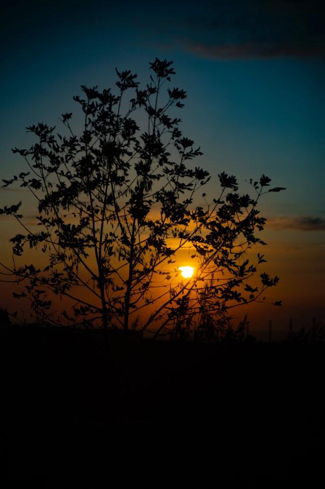 Silhouette Sunset Tree - Related Anime Wallpapers wallpaper