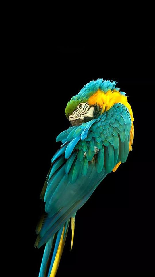 Sleeping Blue and Gold Macaw