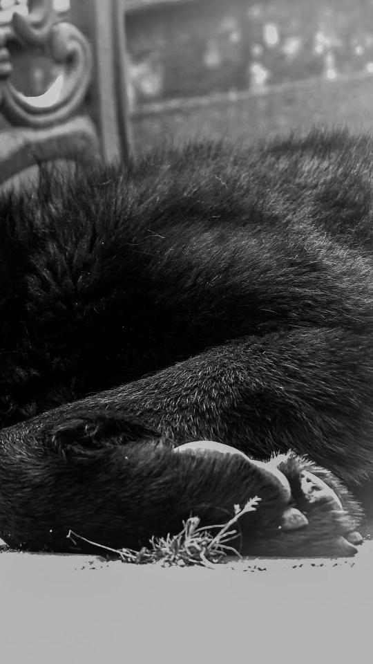 Sleeping Dog Portrait