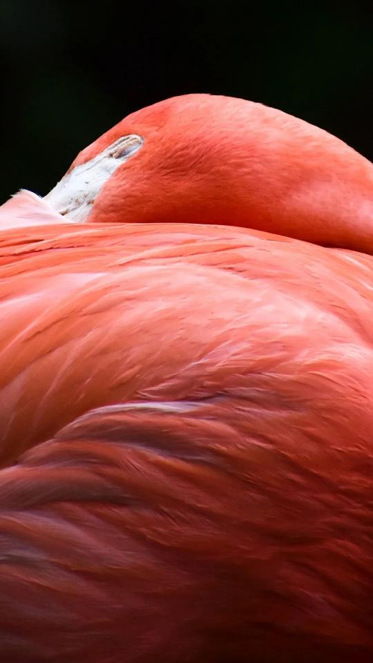 Sleeping Flamingo Portrait