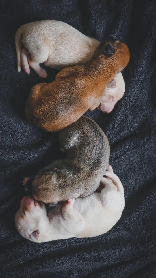 Sleeping Puppy Pile