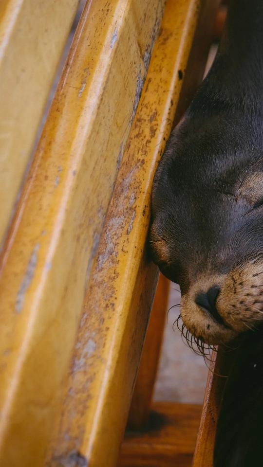 Sleeping Sea Lion
