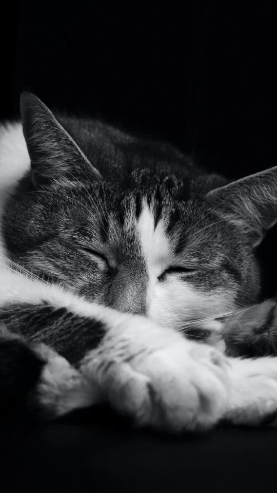 Sleeping Tabby Cat