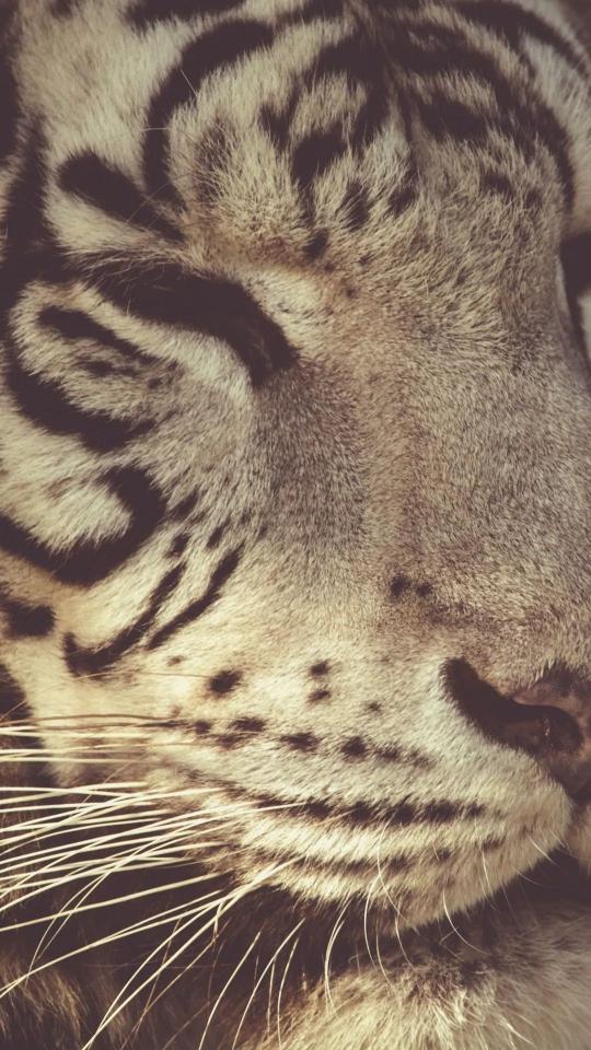 Sleeping White Tiger