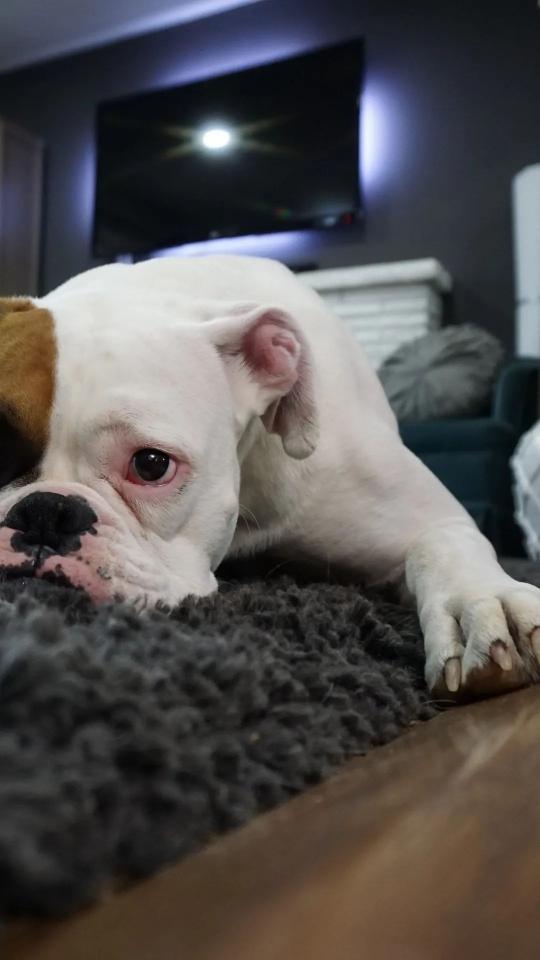 Sleepy Boxer Dog