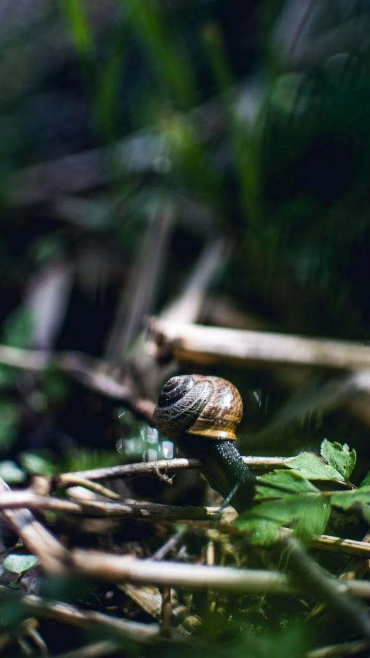 Snail on a Twig