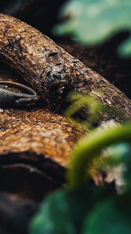 Snake on a Branch