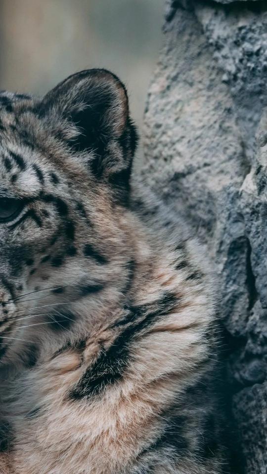 Snow Leopard Close-Up - Related Anime Wallpapers wallpaper