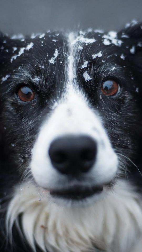 Snowy Dog Portrait - Related Anime Wallpapers wallpaper