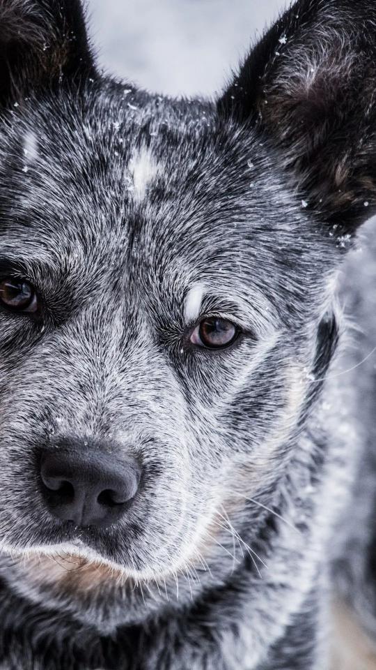 Snowy Heeler Portrait