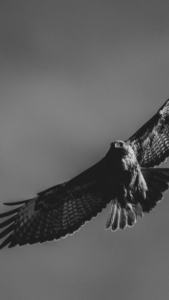 Soaring Hawk in Monochrome - Related Dark Wallpapers wallpaper