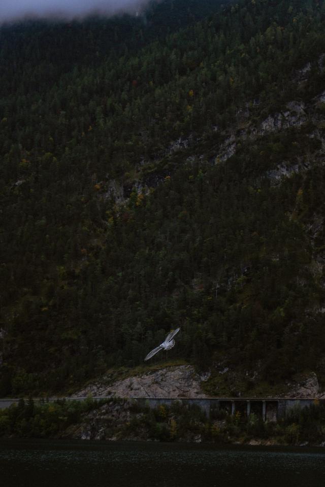 Solitary Bird Over Lake - Related Dark Wallpapers wallpaper