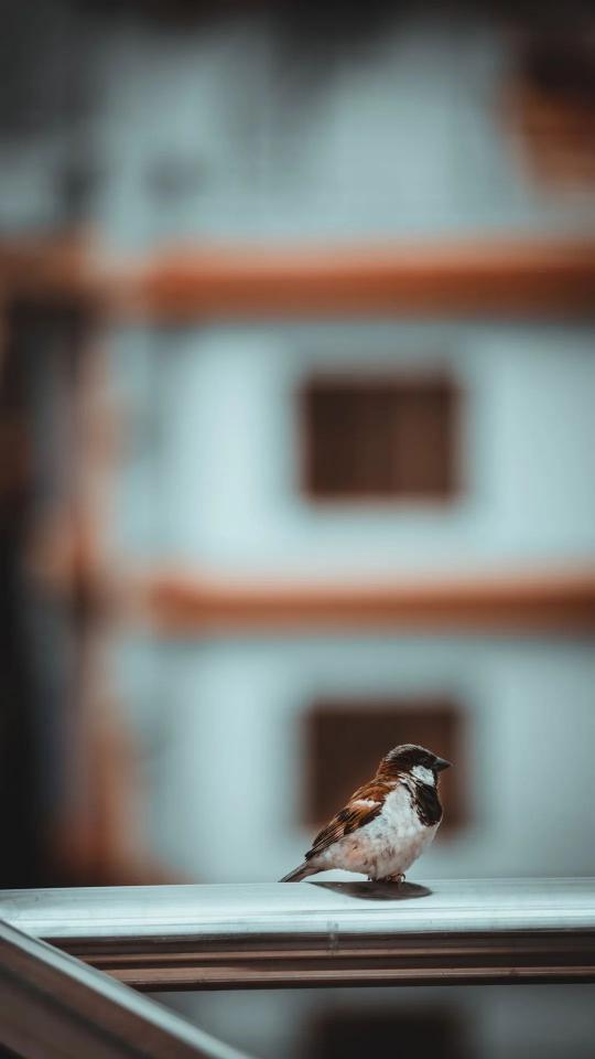 Sparrow on Balcony Railing
