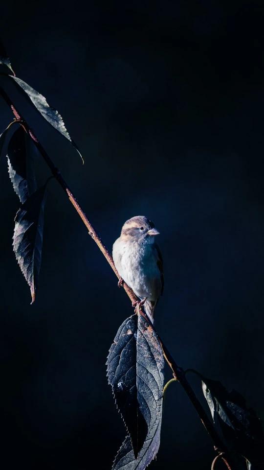 Sparrow on Dark Branch