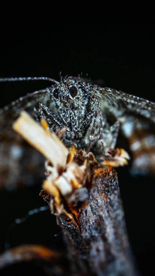 Speckled Moth Close-Up