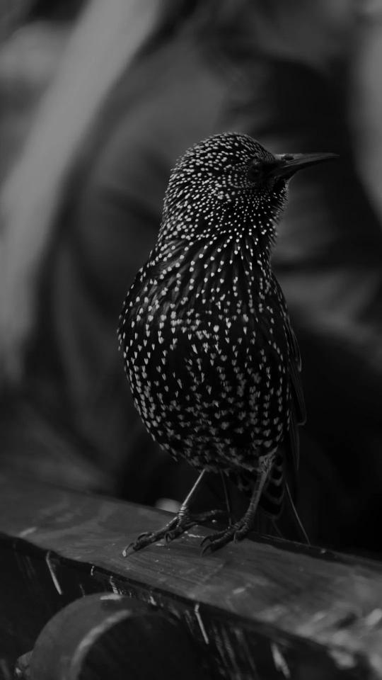 Speckled Starling Portrait