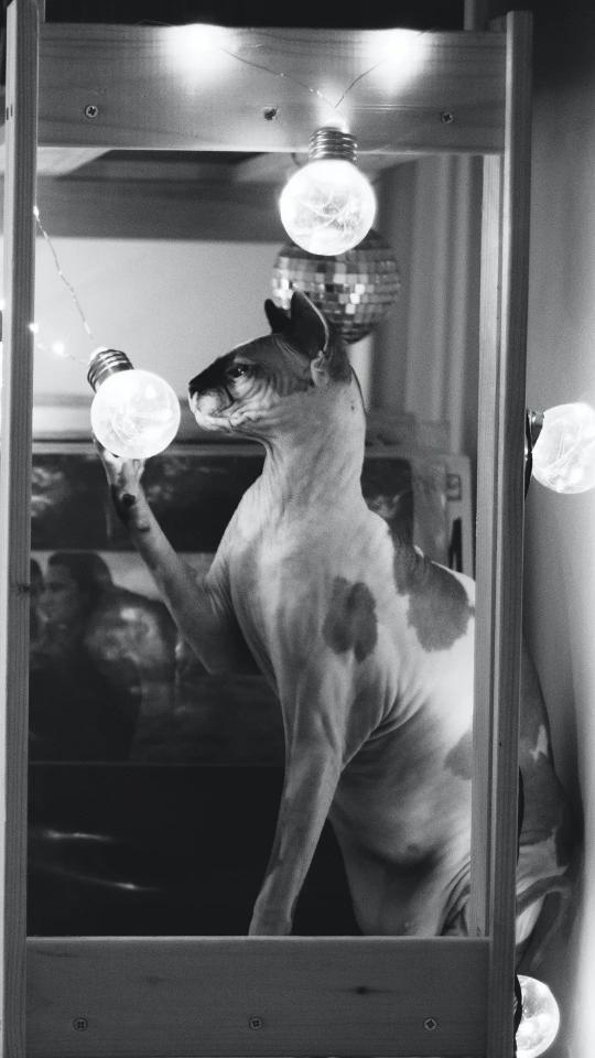 Sphynx Cat and Lights
