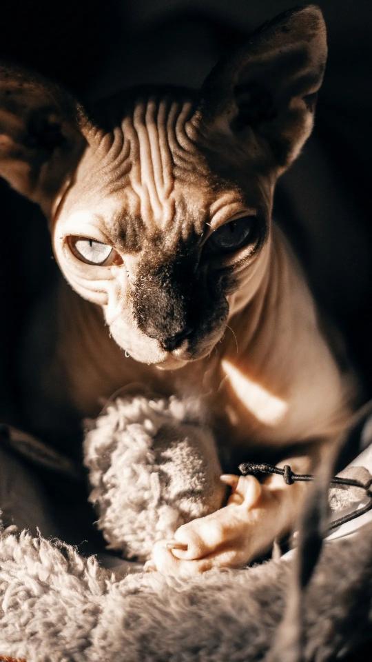 Sphynx Cat Portrait