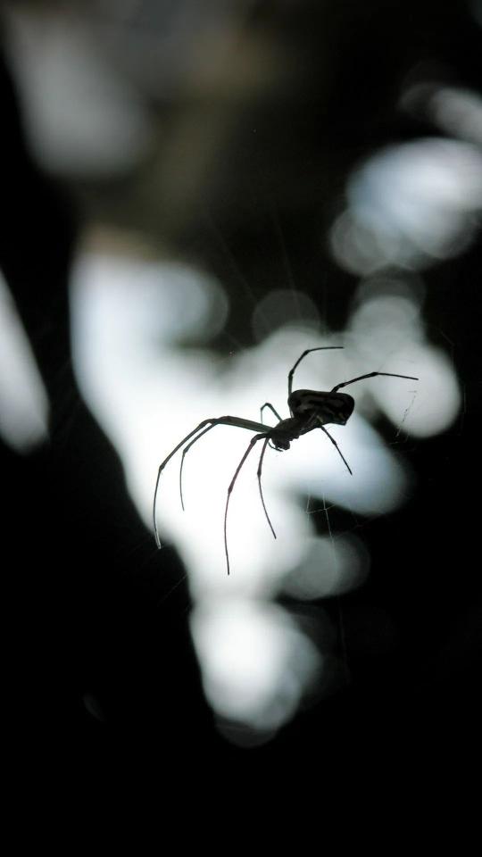 Spider in the Dark - Related Dark Wallpapers wallpaper