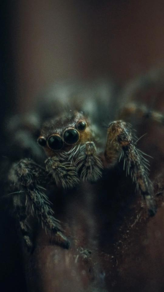 Spider Macro Close-Up