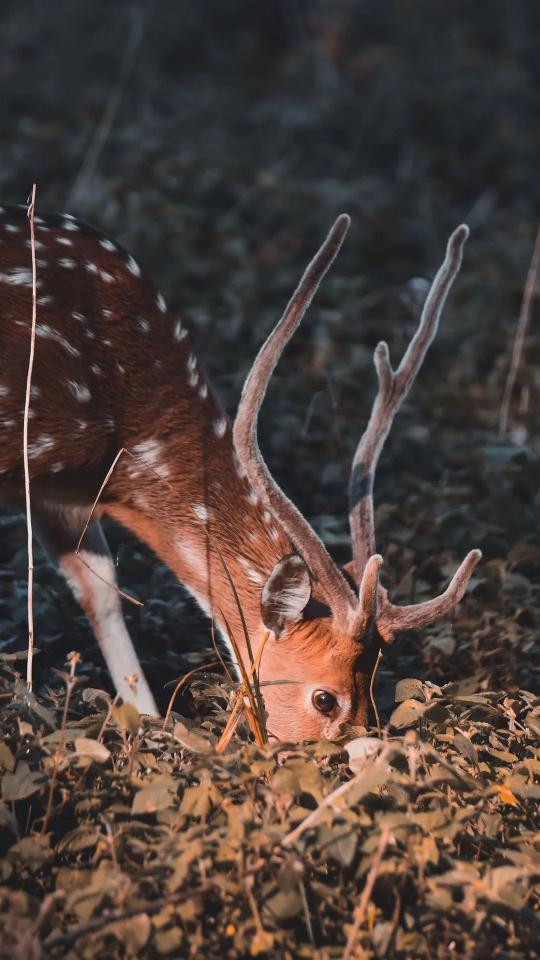 Spotted Deer Grazing