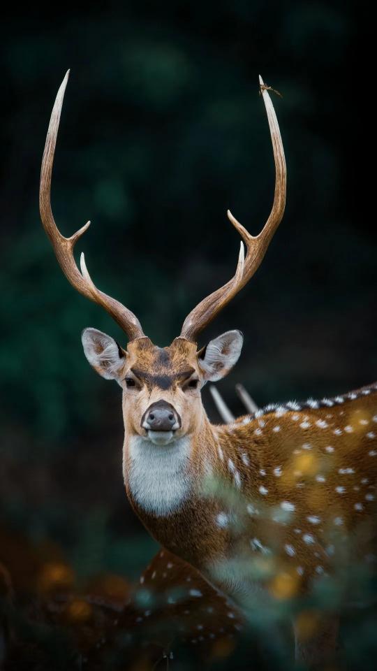 Spotted Deer Portrait - Related Dark Wallpapers wallpaper