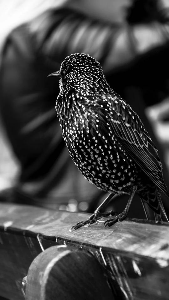 Spotted Starling in Monochrome - Related Dark Wallpapers wallpaper