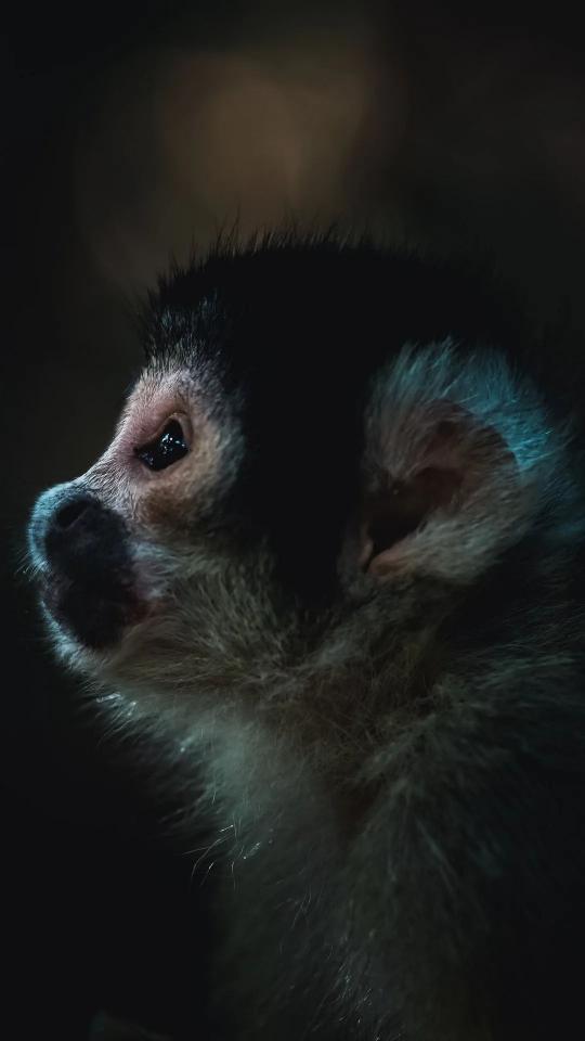 Squirrel Monkey Portrait