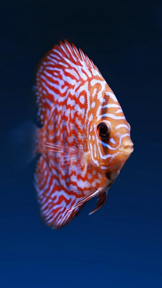 Striking Discus Fish Portrait