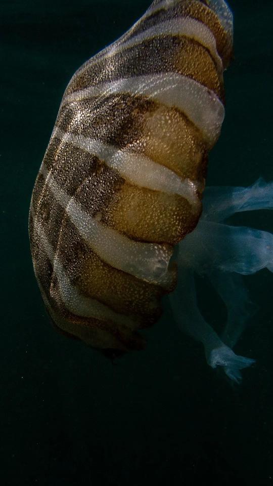 Striped Jellyfish in Dark Water