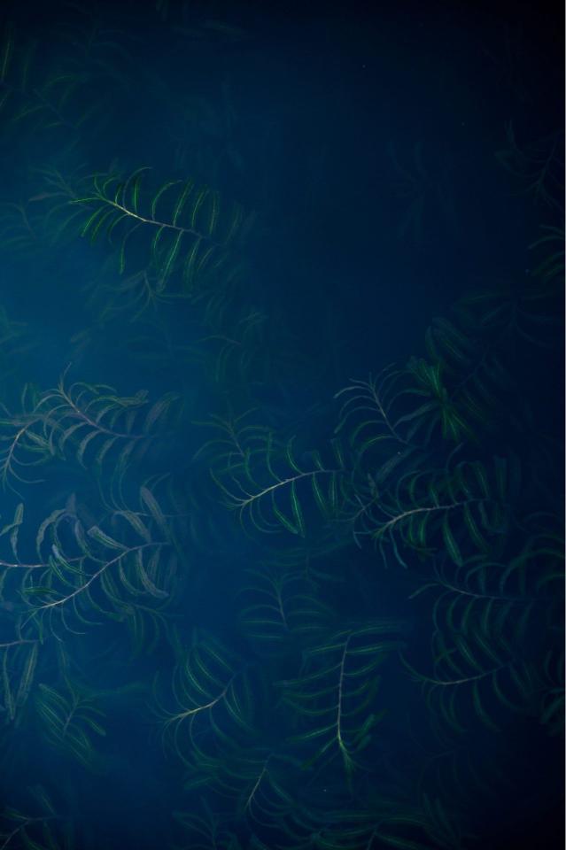 Submerged Aquatic Plants - Related Dark Wallpapers wallpaper