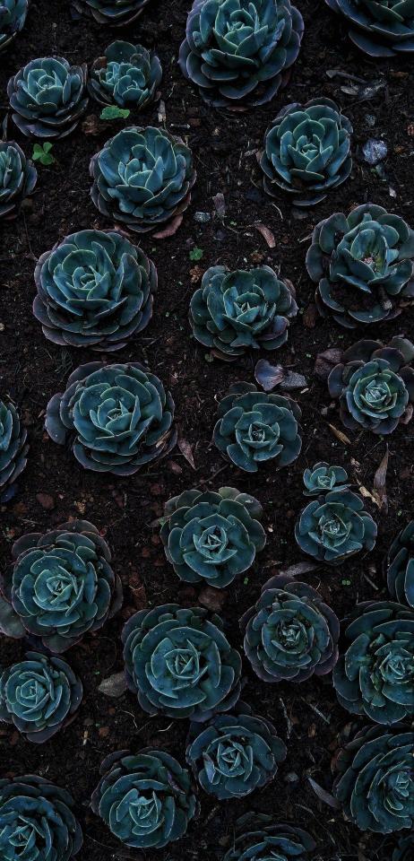 Succulent Garden Dark - Related Dark Wallpapers wallpaper