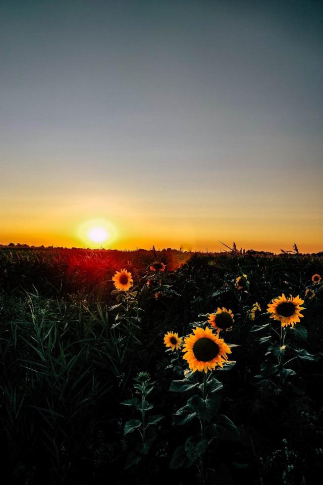 Sunflower Sunset Field