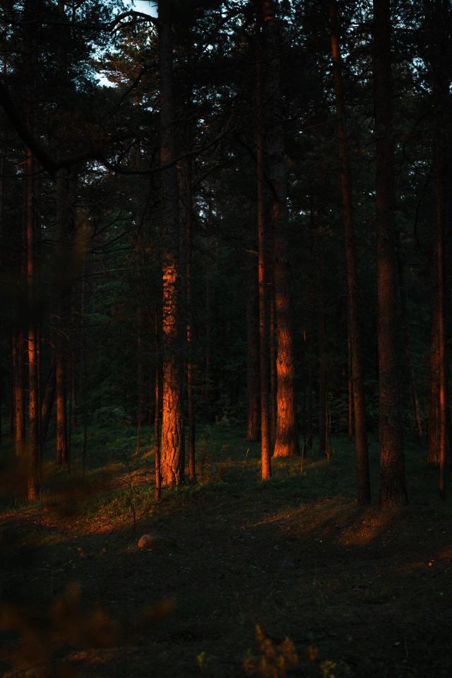 Sunlit Forest Trees