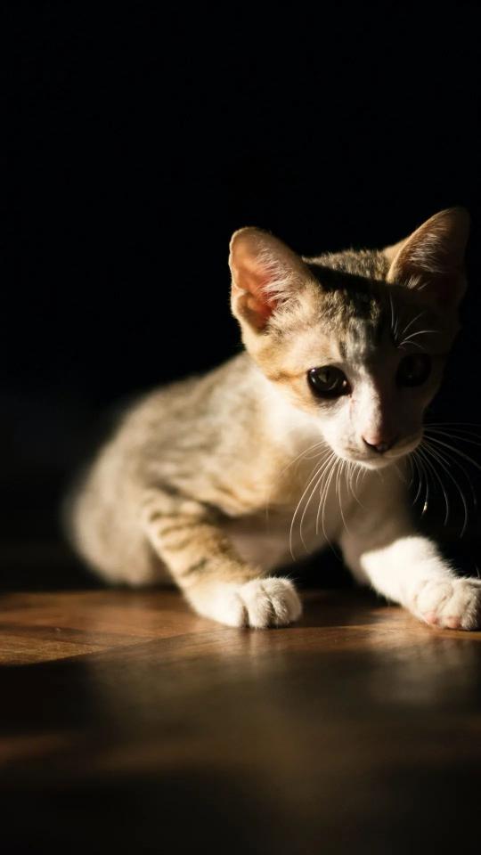 Sunlit Kitten Portrait