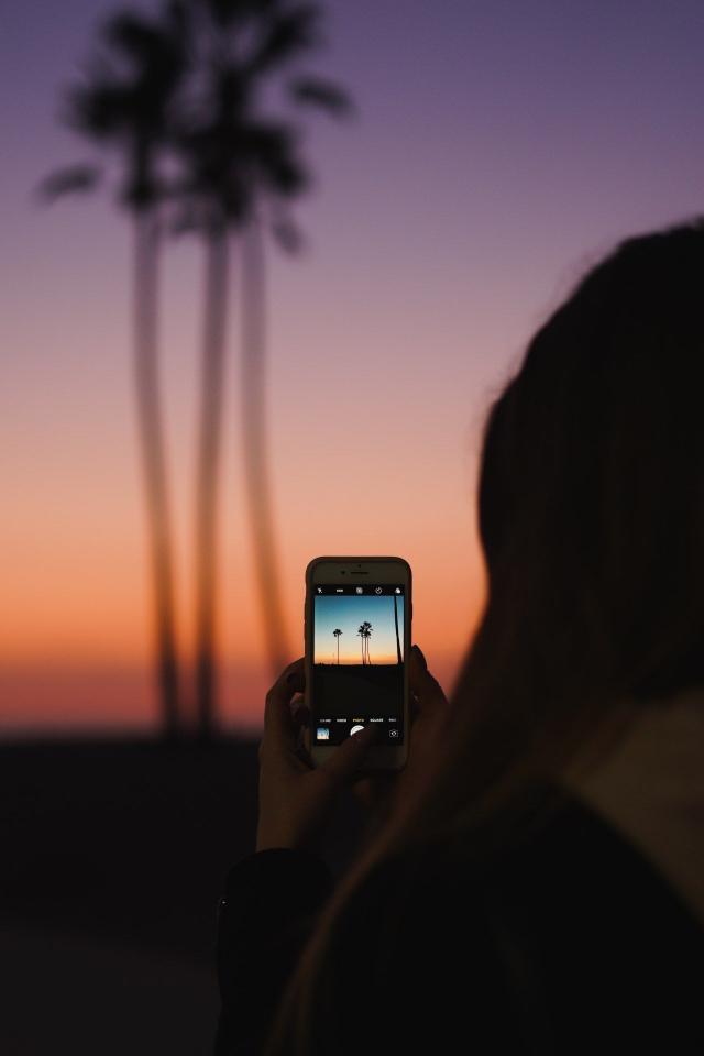 Sunset Palm Capture