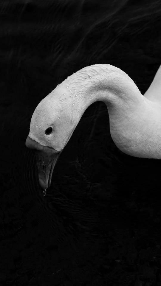 Swan in Dark Water