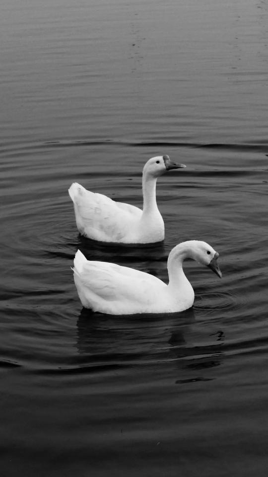 Swans in Monochrome Serenity - Related Dark Wallpapers wallpaper