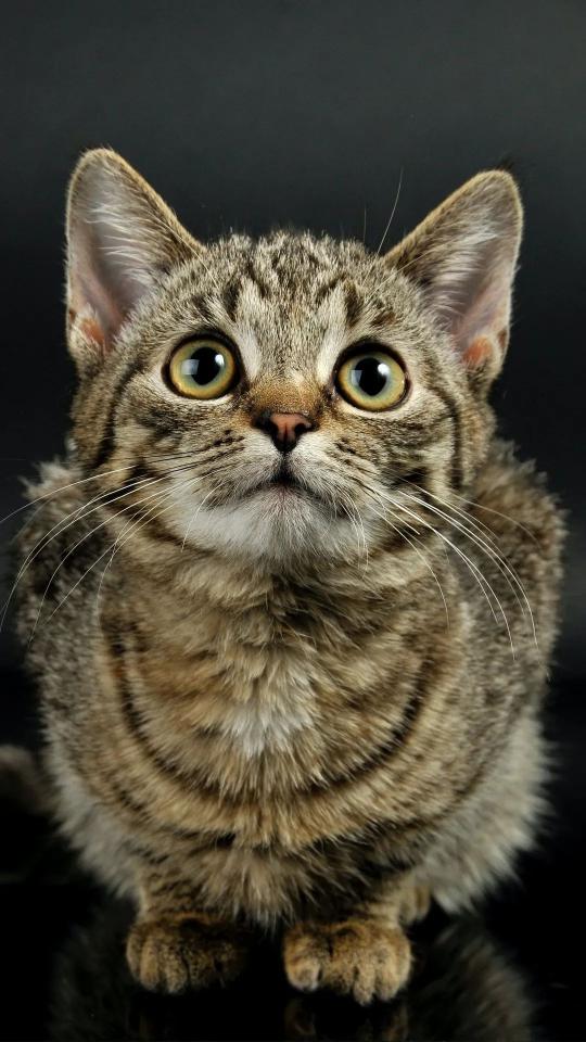 Tabby Cat Portrait - Related Dark Wallpapers wallpaper